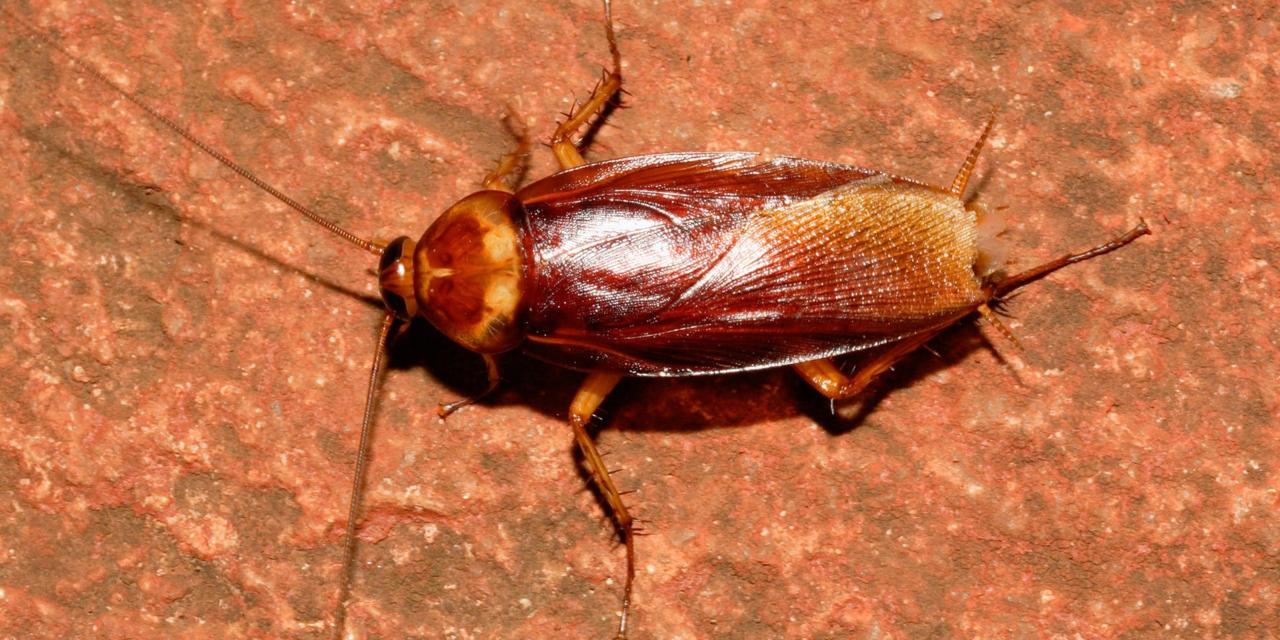 Image result for cockroach