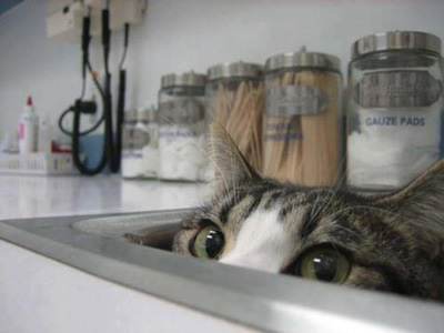 peekaboo-cat-at-the-vets.jpg