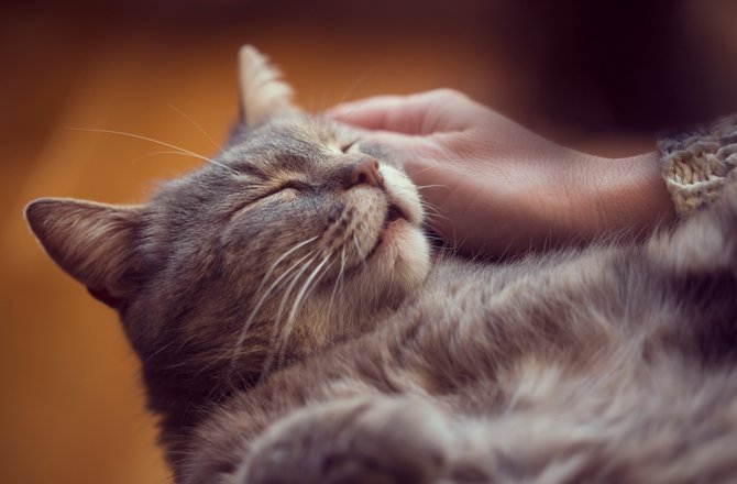 petmd-cat-happy-4.jpg