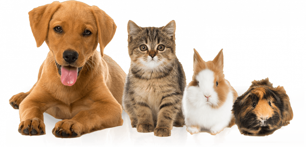 pets_big.png