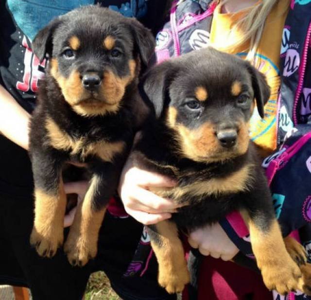 photo_four-rottweilers-puppies-8weeks-old-ready-to-go-now-call-503-506-7433-or-email-kethybrit5gmailco_10813443.jpg