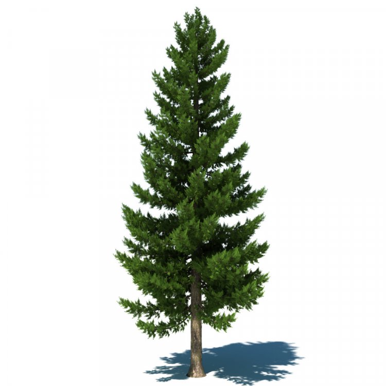 pine-tree-b.jpgde883924-59d3-4718-94a1-c