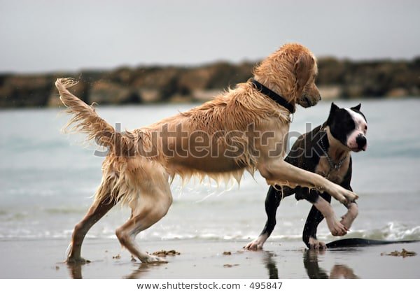 playing-dogs-600w-495847.jpg