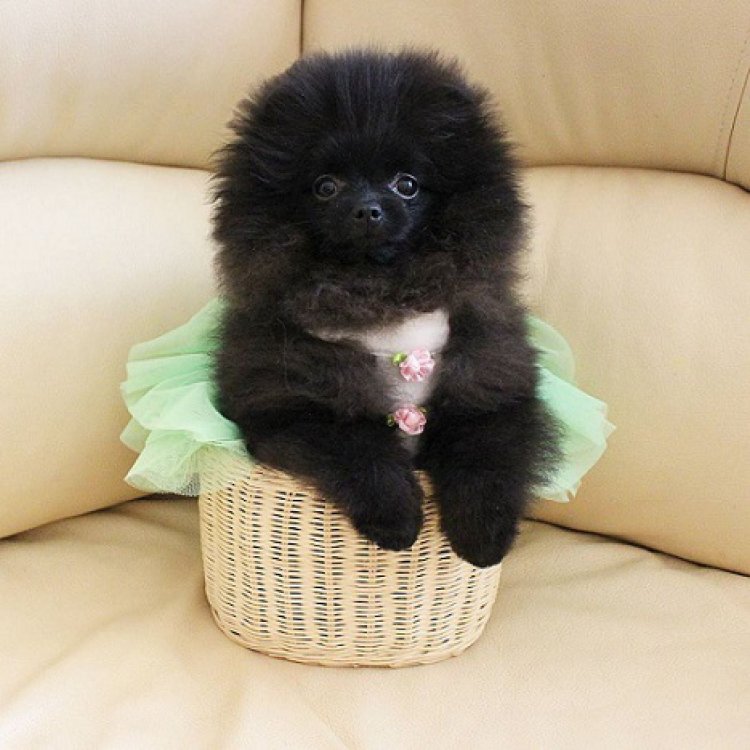 Pomeranian Puppies For Sale | Memphis, TN #228392