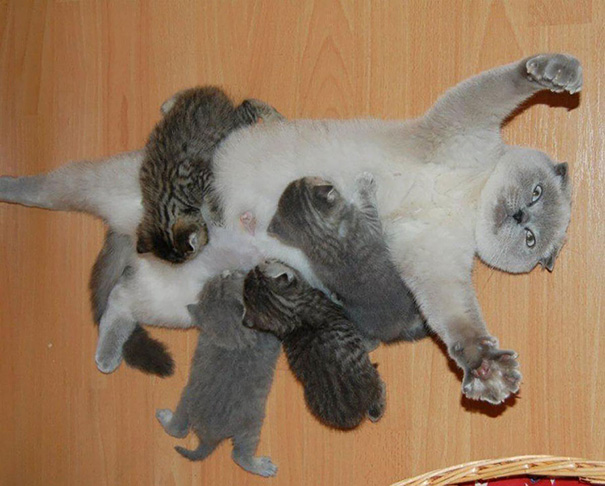 proud-cat-mommies__605.jpg