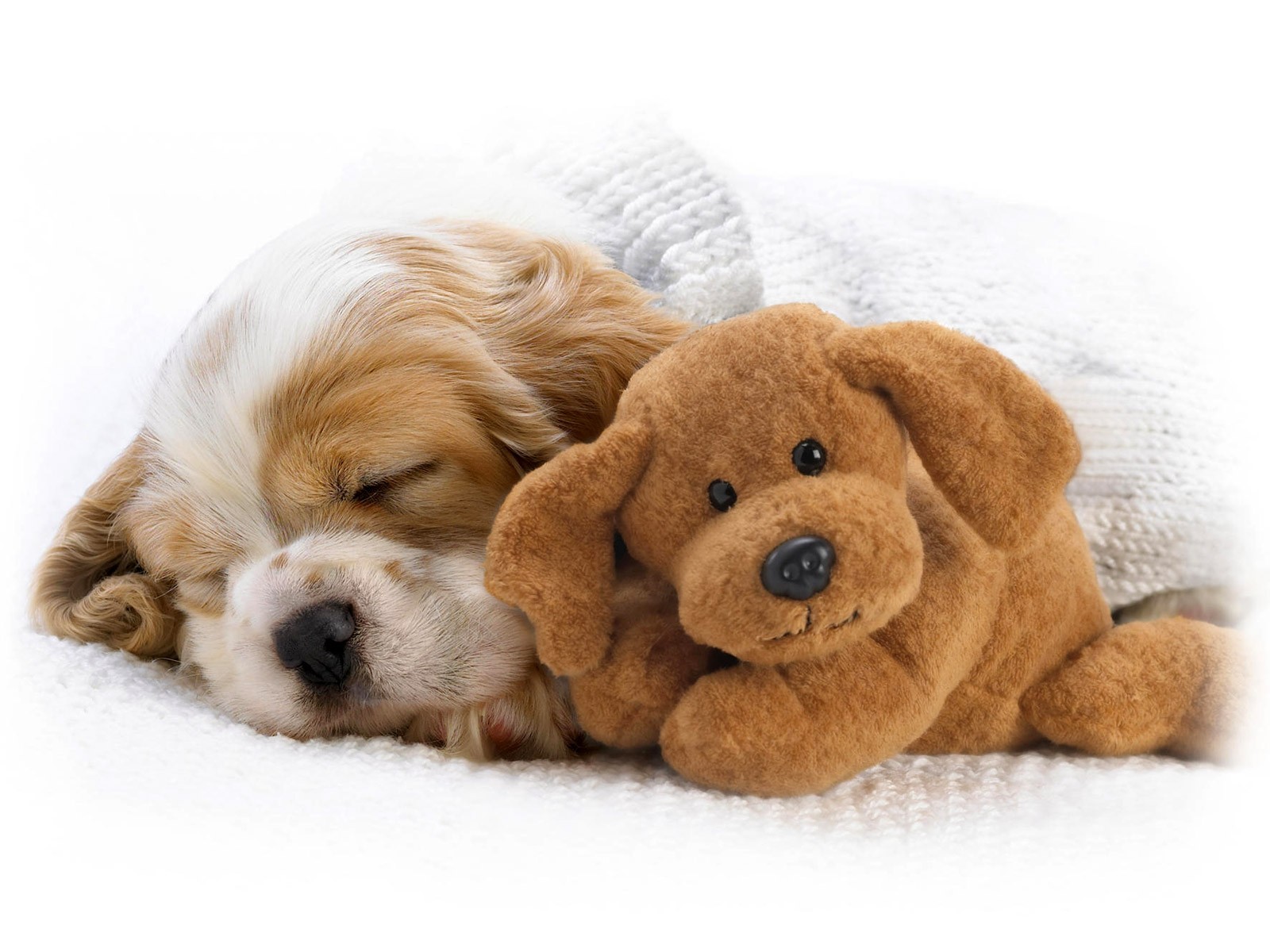 puppy-sleeping-with-teddy-bear.jpg