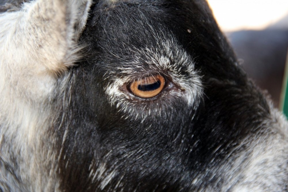 pygmy-goat-eye.jpg