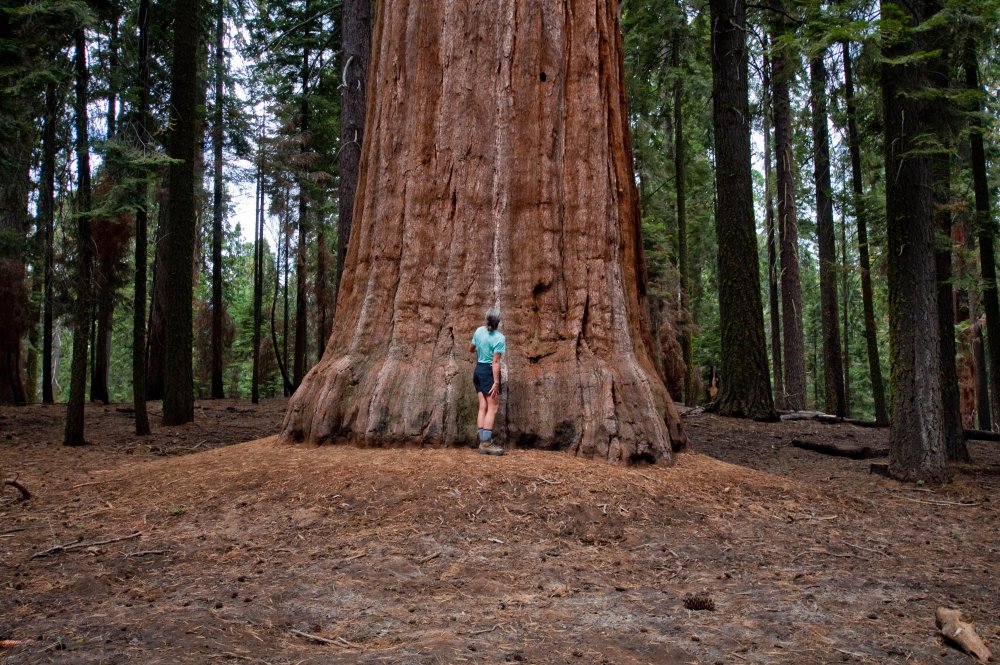 q-redwood-trees-age-redwood-trees-size-s