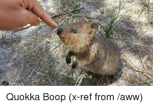 quokka-boop-x-ref-from-aww-21957251.png