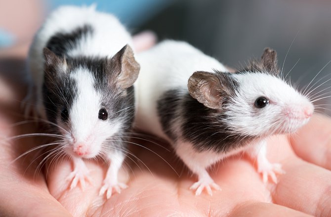 rats-mice-as-pets1.jpg