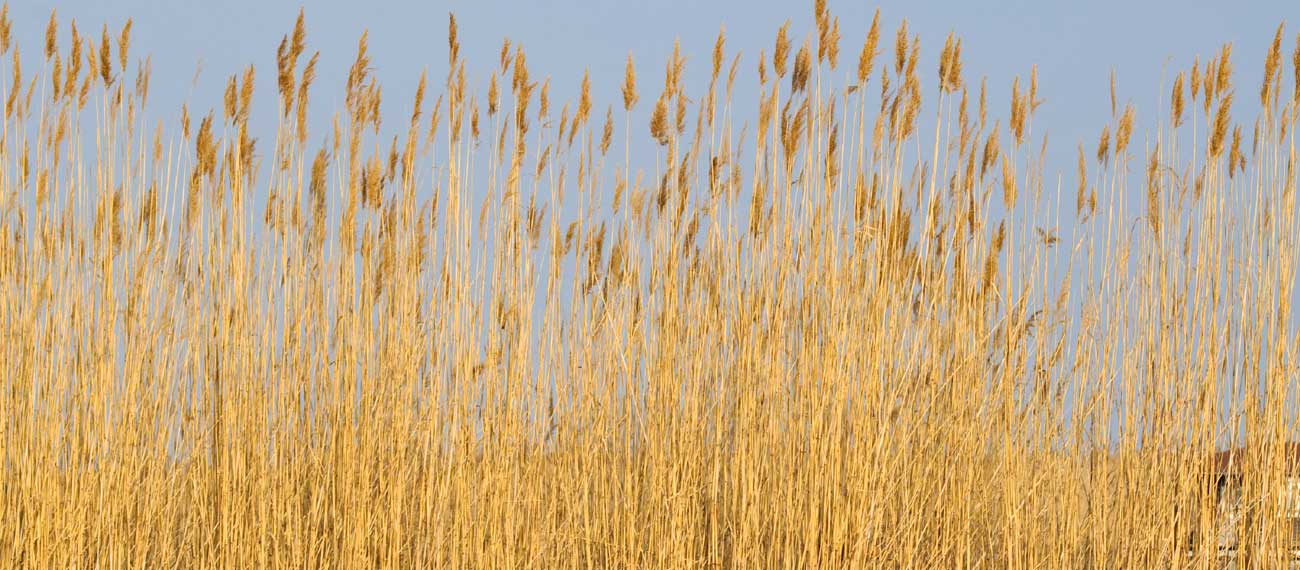 reed_header_1300_570.jpg