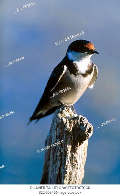 White-throated Swallow (Hirundo albigularis). South Africa, Stock Photo,  Picture And Rights Managed Image. Pic. S22-503456 | agefotostock