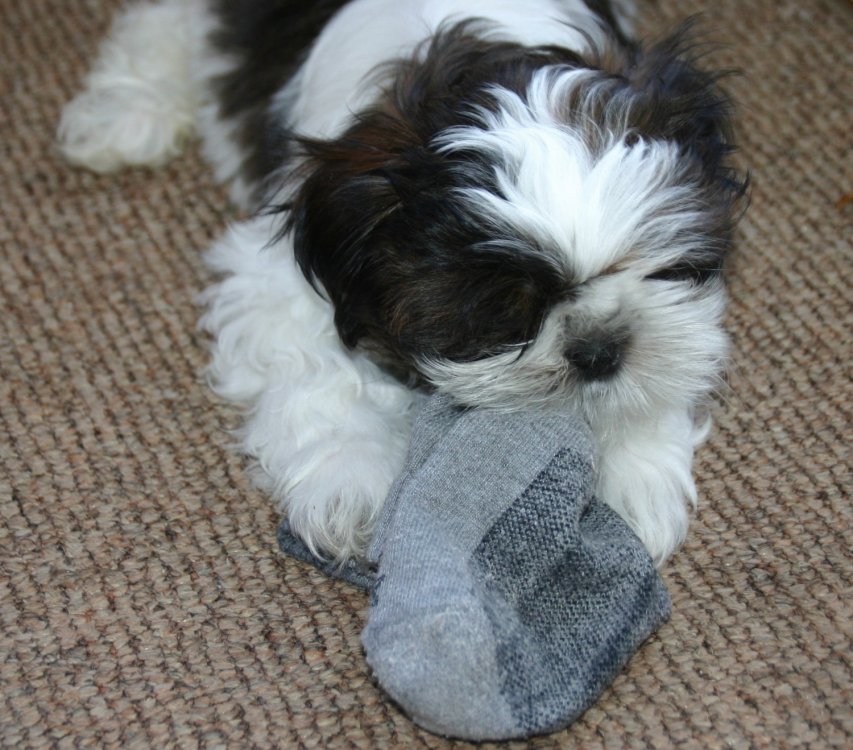 shih-tzu-495433.jpg