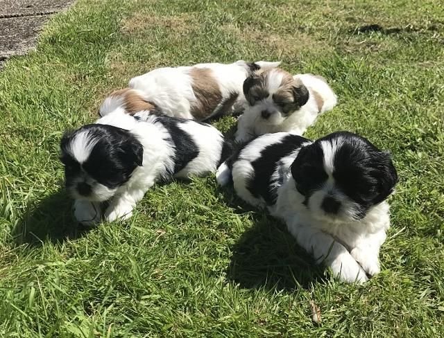 Shih Tzu Puppies For Sale | Florida Avenue Northwest, DC #228862