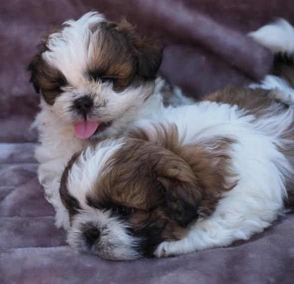 Shih Tzu Puppies For Sale | Texas Street, CA #230384