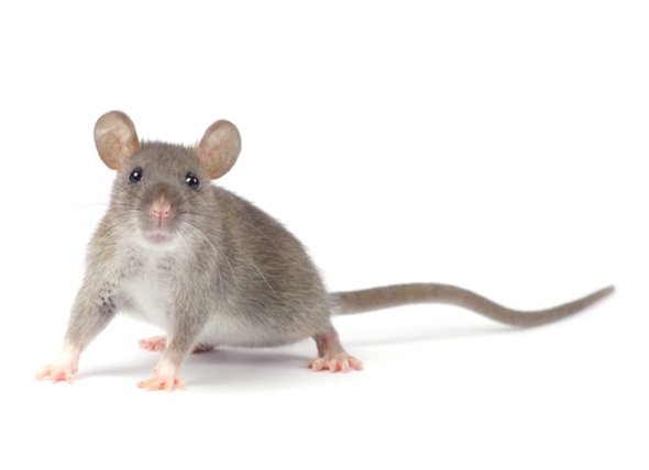 shutterstock_490066927_rat.jpg