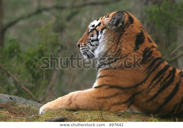 siberian-tiger-profile-600w-497642.jpg