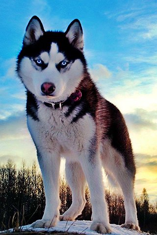 siberian_husky_wallpapers_15eee1_h900_by