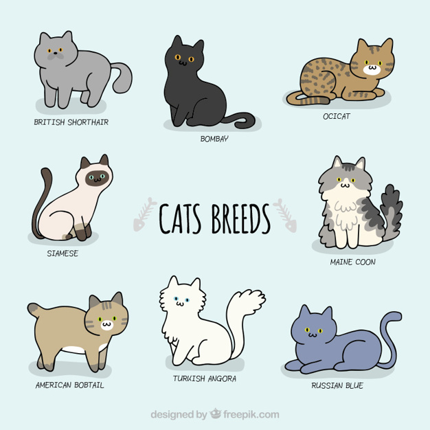 sketchy-cute-cat-breeds_23-2147536732.jp