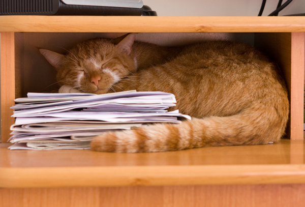 sleeping-cat-2.jpg