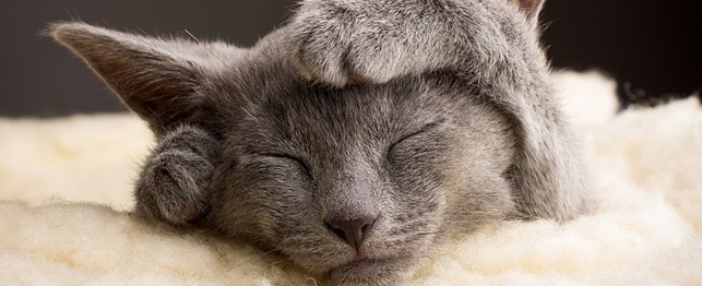 sleeping-cat-sm.jpg