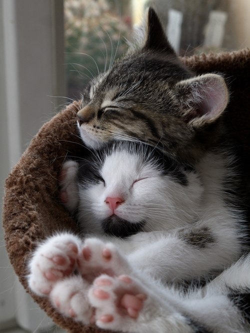 sleeping-cats-two-cute-photo-pinterest.j