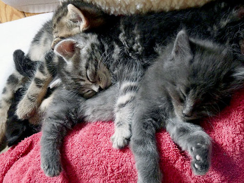 sleeping-kittens-in-cuddle-pile-500.jpg