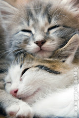 sleeping_kittens.jpg