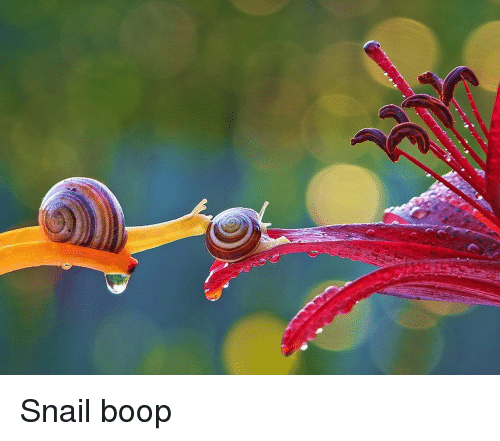 snail-boop-22131964.png