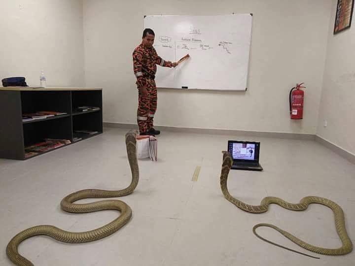 snake-class.jpg