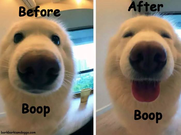 snoot-booping-before-and-after.jpg