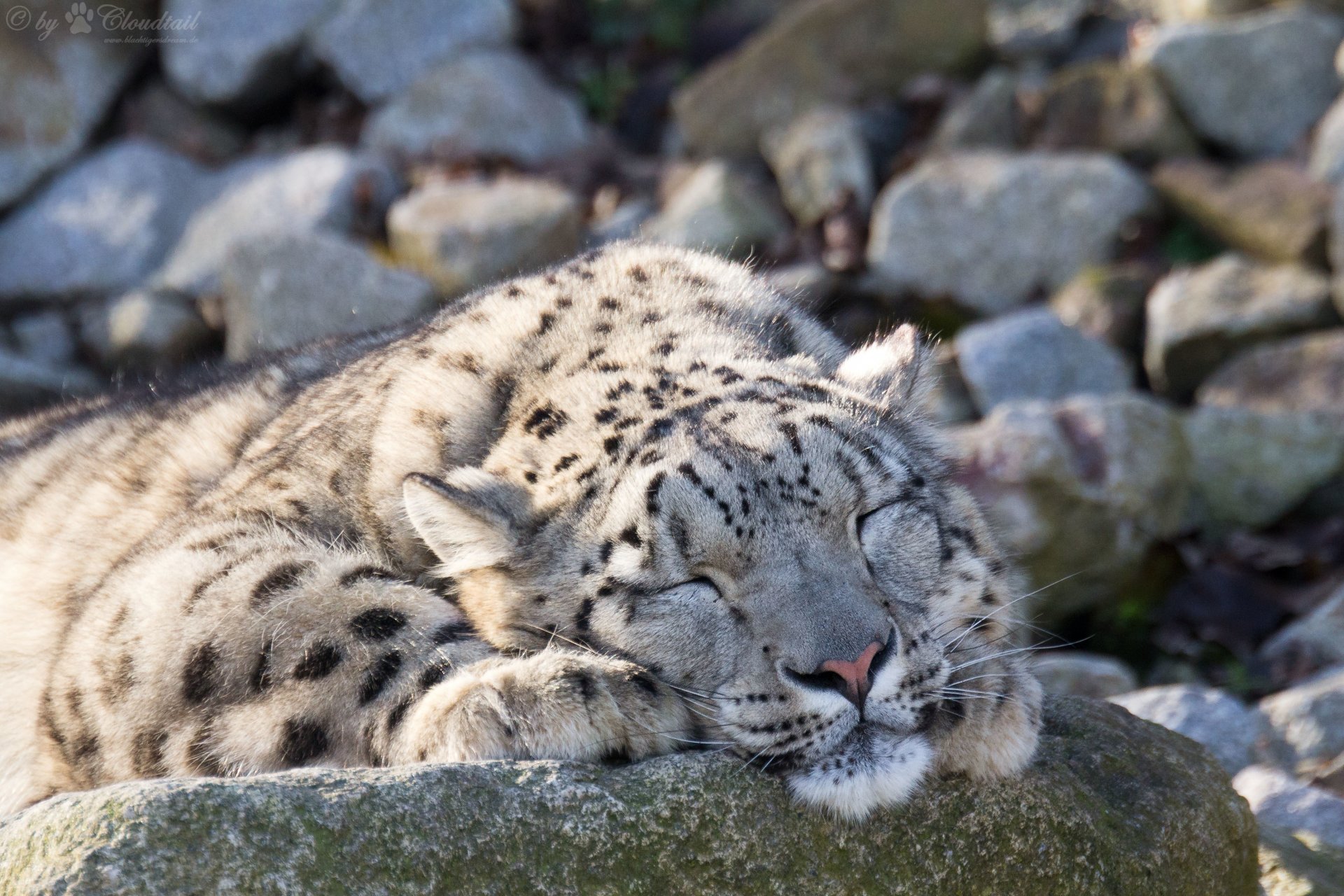 snow-leopard-snow-leopard-cat-stones-sle