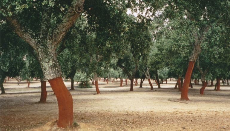 Image result for cork oaks