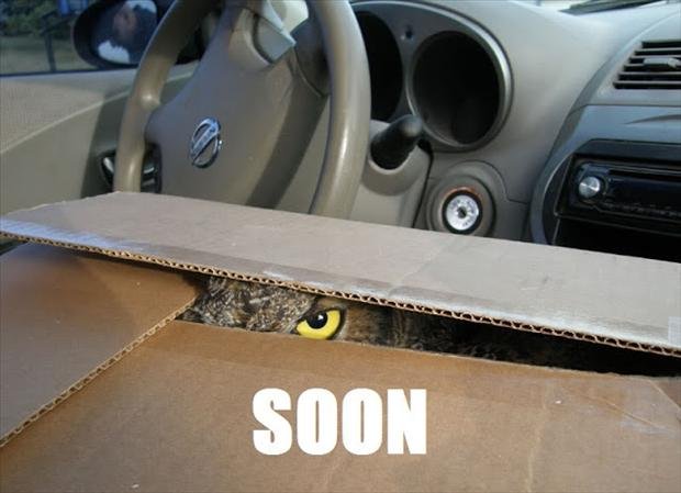 soon-owl-in-a-box.jpg