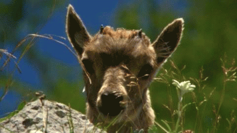 Deer GIF - Find & Share on GIPHY