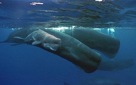 spermWhale_1423063c.jpg