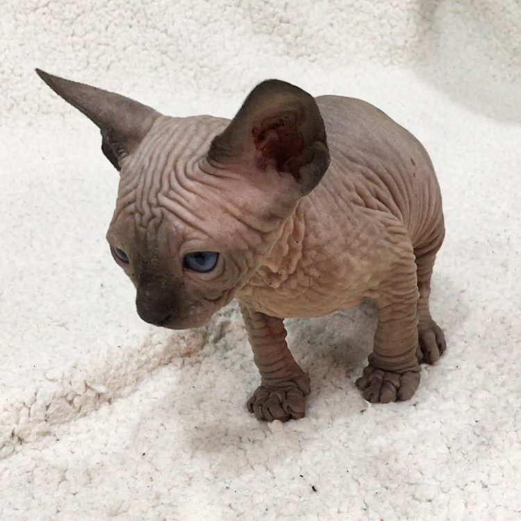 sphynx-497416.jpg