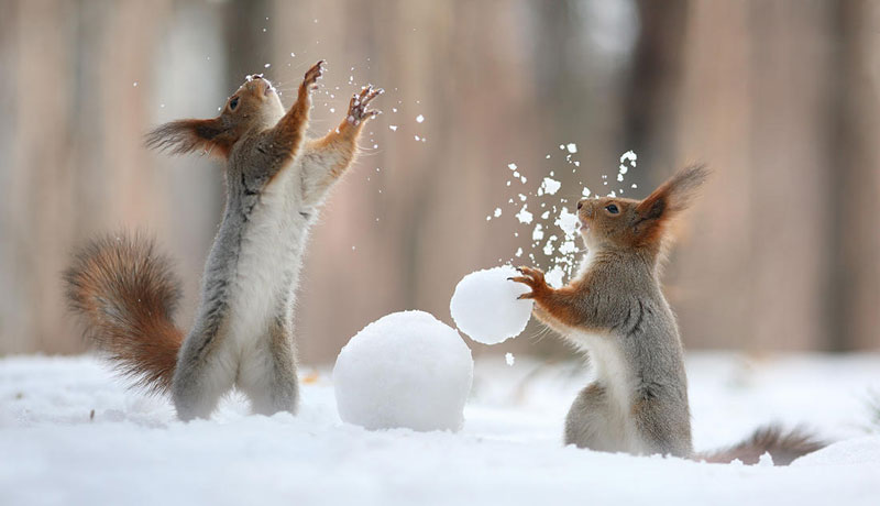 squirrel-snowball-fight-photos-by-vadim-
