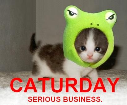srs_caturday.jpg