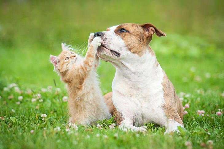 Cats and Dogs Together – American Kennel Club