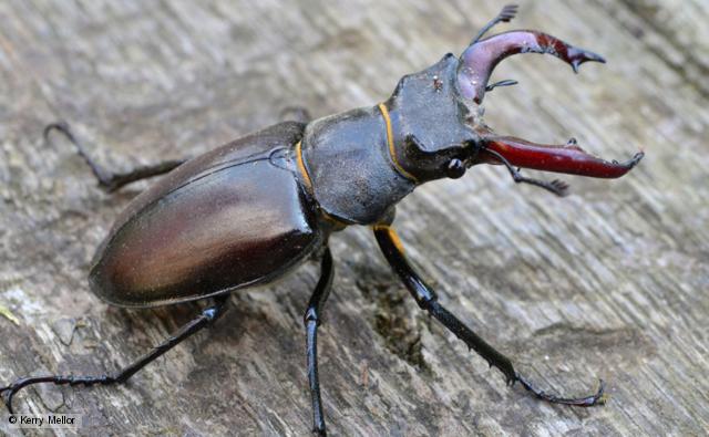 stag_beetle_1.jpg