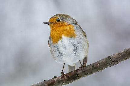 stock-photo-european-robin-erithacus-rub