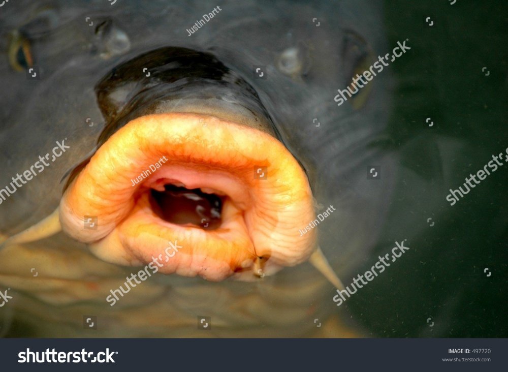 Fish Stock Photo (Edit Now) 497720