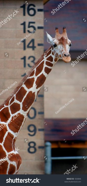 stock-photo-giraffe-against-height-marke