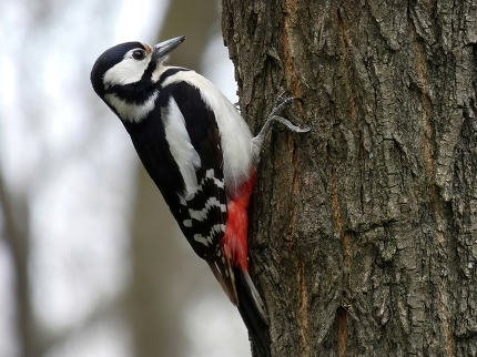 stock-photo-great-spotted-woodpecker-den