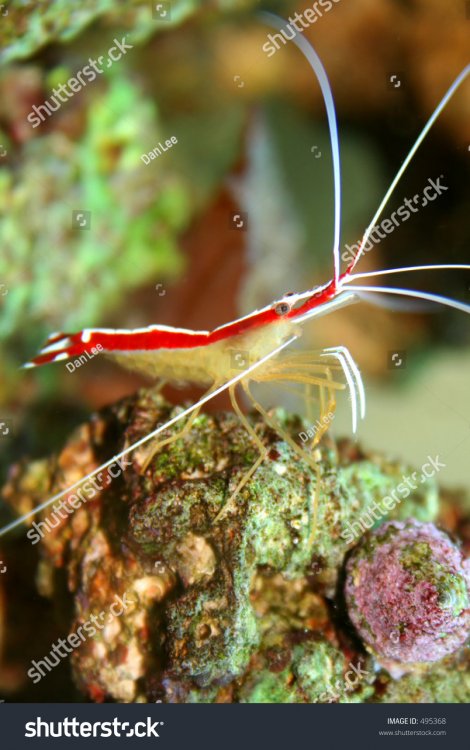 stock-photo-scarlet-skunk-cleaner-shrimp