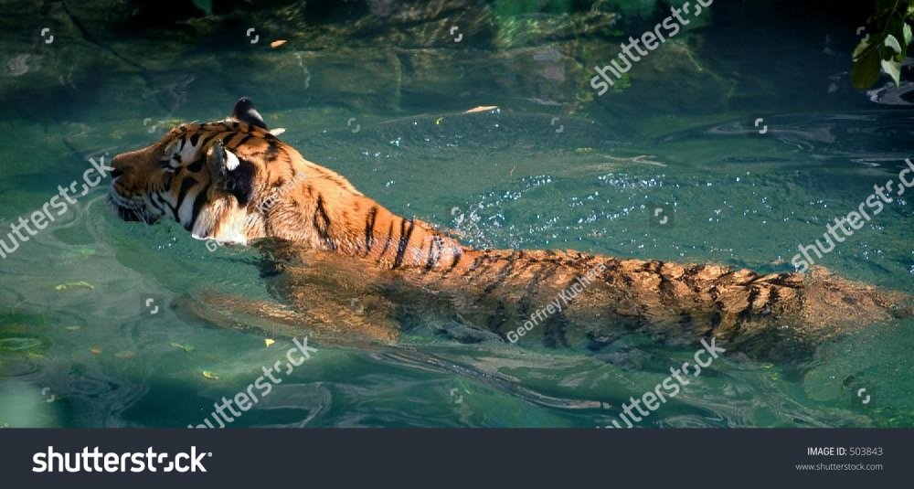 stock-photo-siberian-amur-tiger-swimming