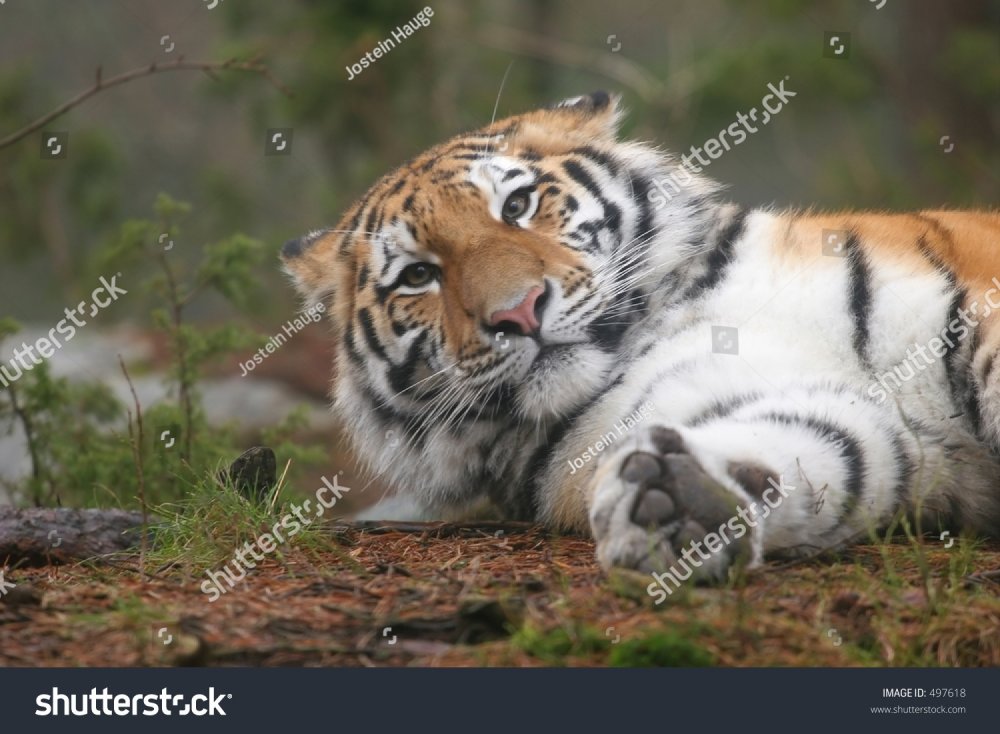 stock-photo-siberian-tiger-497618.jpg