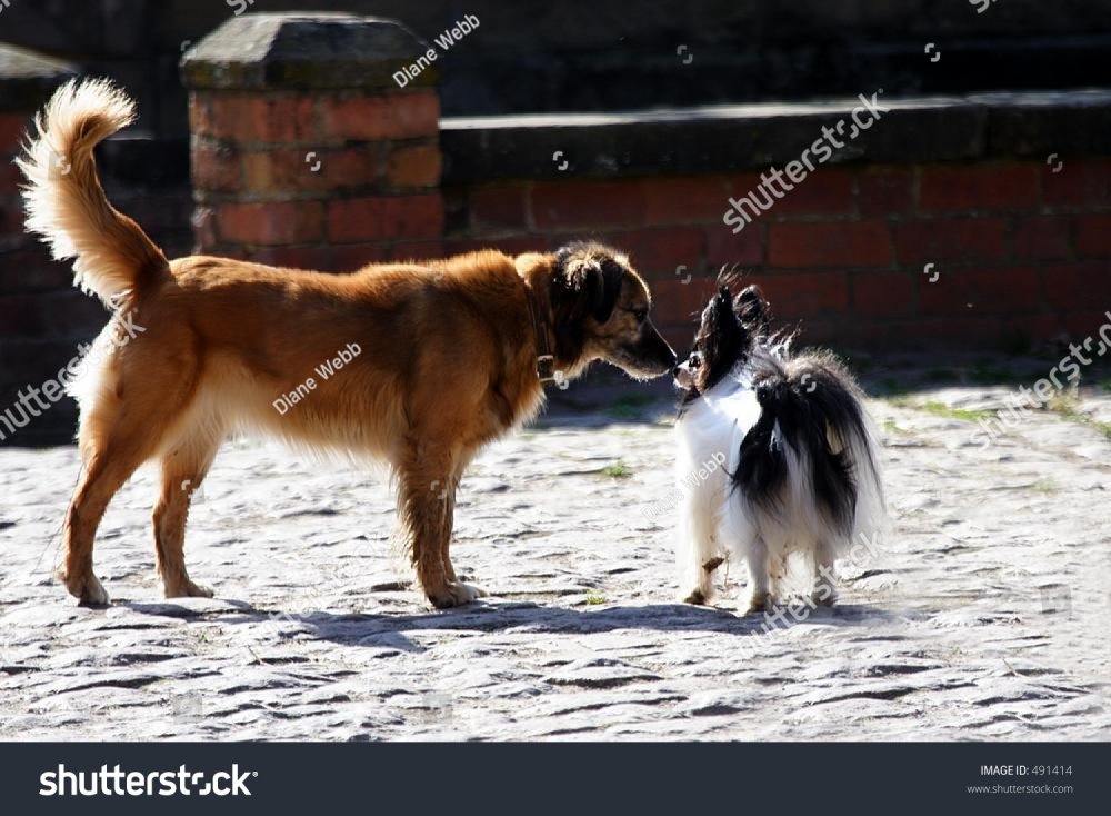 stock-photo-two-dogs-saying-hello-491414