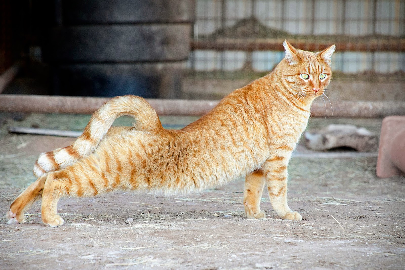 stretch.jpg
